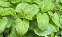 Lemon Balm leaves